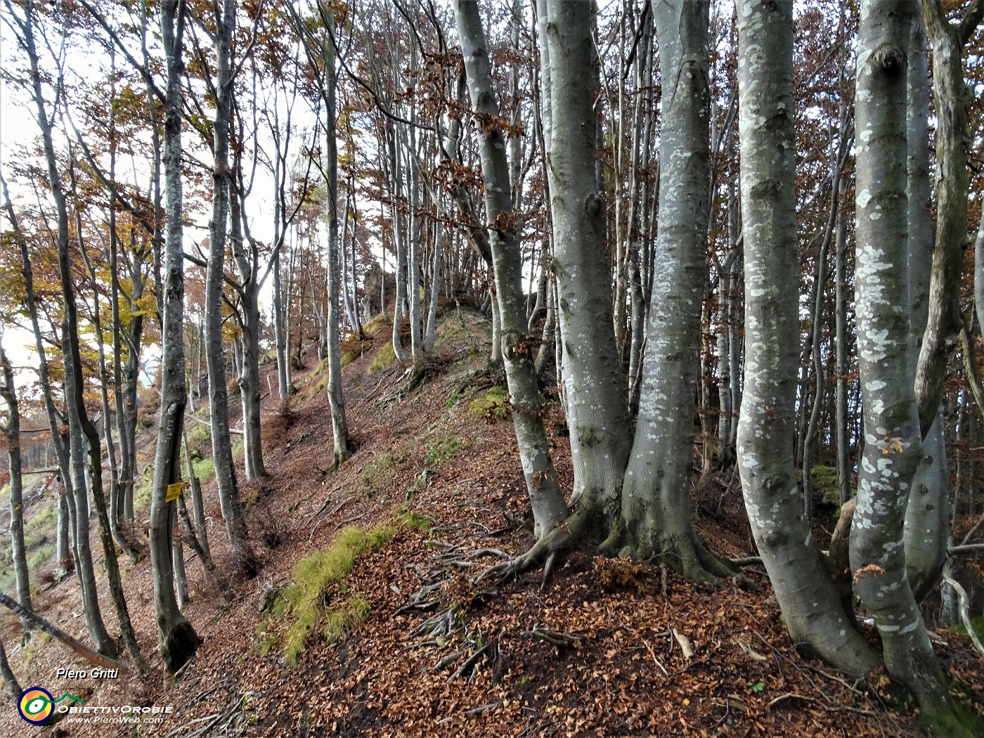 38 Bellissimi faggi salendo a Cima di Muschiada.JPG